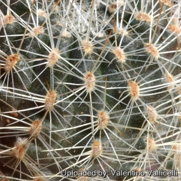 Rebutia huarinensis