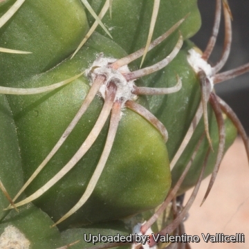 Gymnocalycium multiflorum