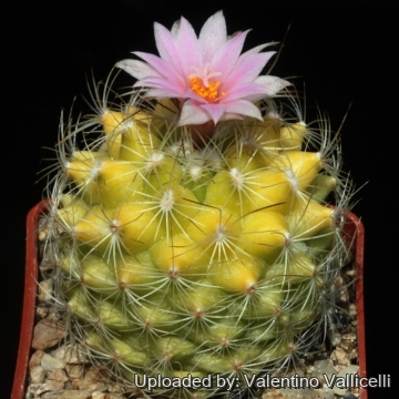 Turbinicarpus knuthianus f. variegatus