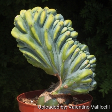 Myrtillocactus geometrizans f. cristatus variegatus
