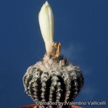 Discocactus horstii