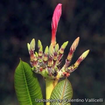 Plumeria rubra