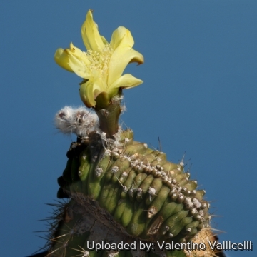 Echinopsis aurea subs. shaferi f. monstruosa cristata