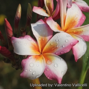 Plumeria rubra