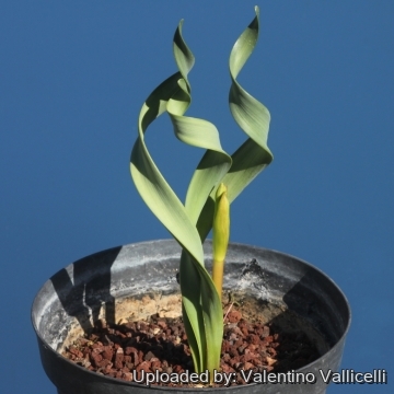 Cyrtanthus spiralis