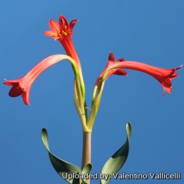 Cyrtanthus spiralis