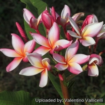 Plumeria rubra