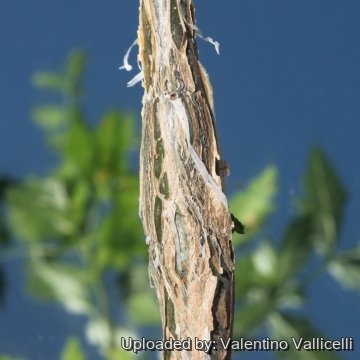 Bursera fagaroides