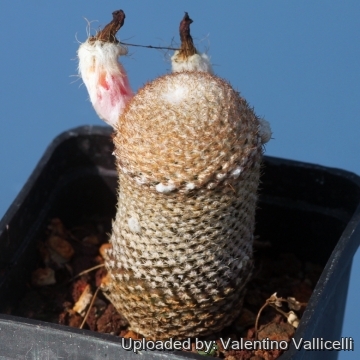 Eriosyce napina var. duripulpa