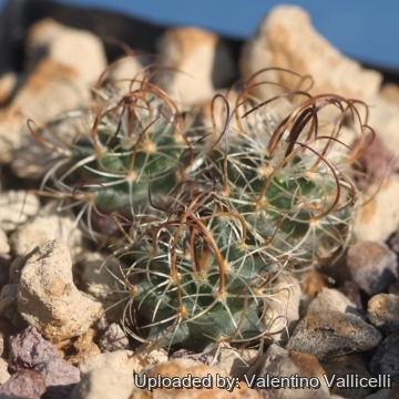 Turbinicarpus graminispinus