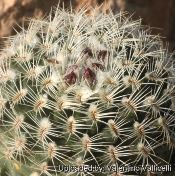 Pelecyphora hybrid aselliformis x Turbinicarpus sphacelatus