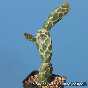 Opuntia zebrina f. reticulata
