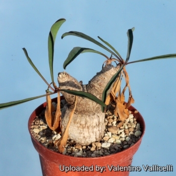 Euphorbia silenifolia