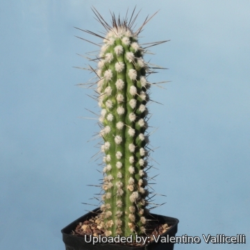 Eulychnia saint-pieana