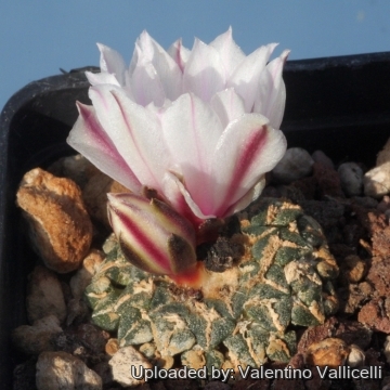 Ariocarpus kotschoubeyanus var. macdowellii