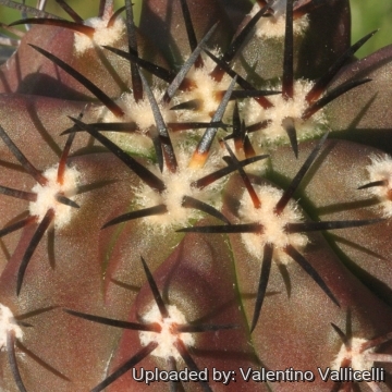 Copiapoa echinoides var. cuprea