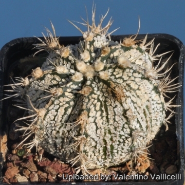 Astrophytum hybrid CAP-SK (A. capricorne x A. asterias cv. Superkabuto)
