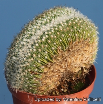 Stenocactus vaupelianus f. cristatus
