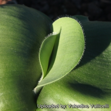 Haemanthus deformis