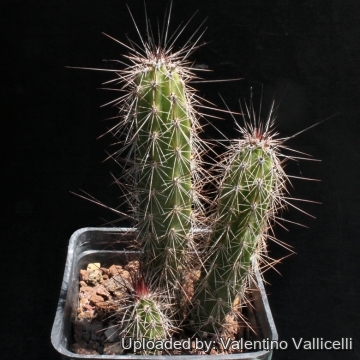Peniocereus serpentinus