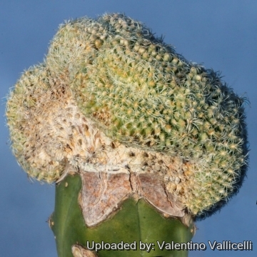 Coryphantha radians f. cristata