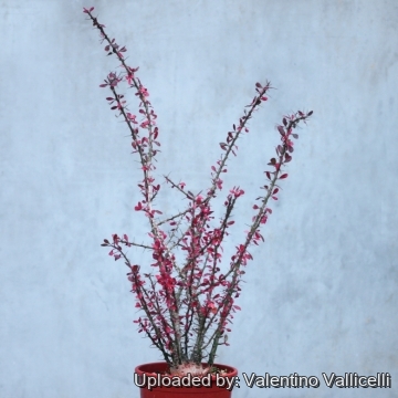 Fouquieria fasciculata