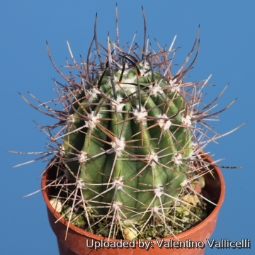 Echinopsis leucantha