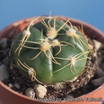 Gymnocalycium denudatum