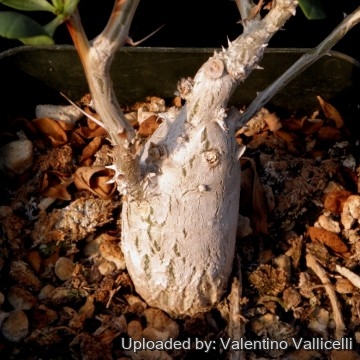 Fouquieria macdougalii