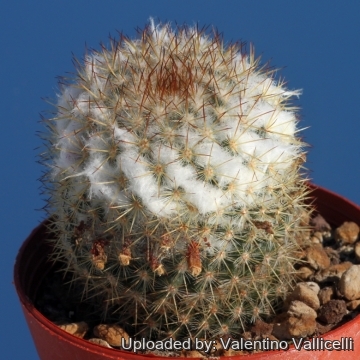 Mammillaria columbiana