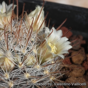 Mammillaria pennispinosa subs. brachytrichion