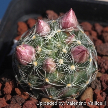 Mammillaria longiflora subs. stampferi