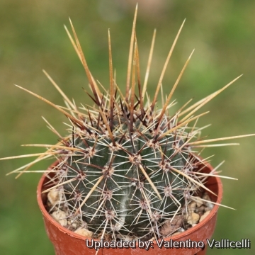 Echinopsis aurea subs. fallax