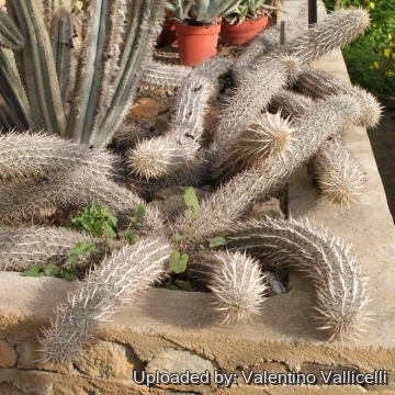 Stenocereus eruca
