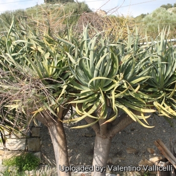 Dracaena draco