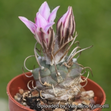 Turbinicarpus schmiedickeanus subs. rubriflorus