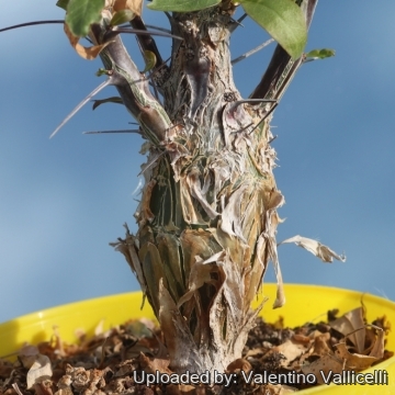 Fouquieria splendens