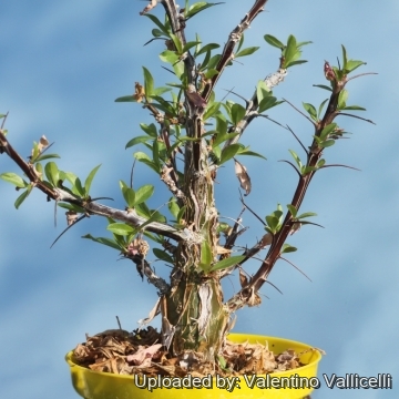 Fouquieria splendens