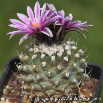 Turbinicarpus х mombergeri
