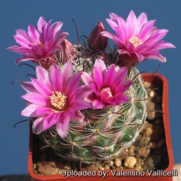 Mammillaria longiflora subs. stampferi