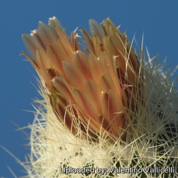 Acharagma roseanum