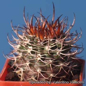 Eriosyce bulbocalyx