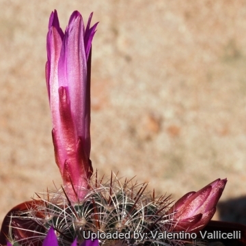 Mammillaria deherdtiana var. dodsonii