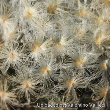 Mammillaria schiedeana var. plumosa