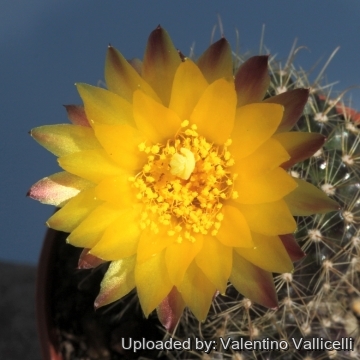 Parodia alacriportana subs. brevihamata
