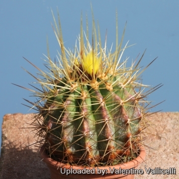 Ferocactus reppenhagenii