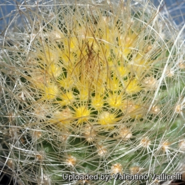 Pediocactus paradinei