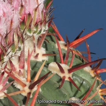 Echinocactus texensis