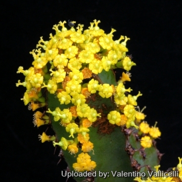 Euphorbia ledienii