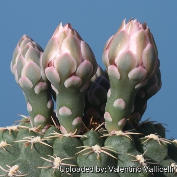 Gymnocalycium quehlianum